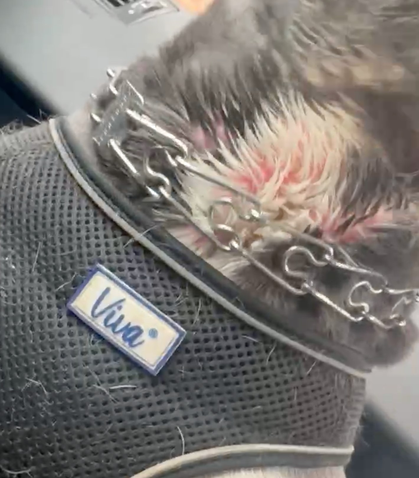 строг нашийник